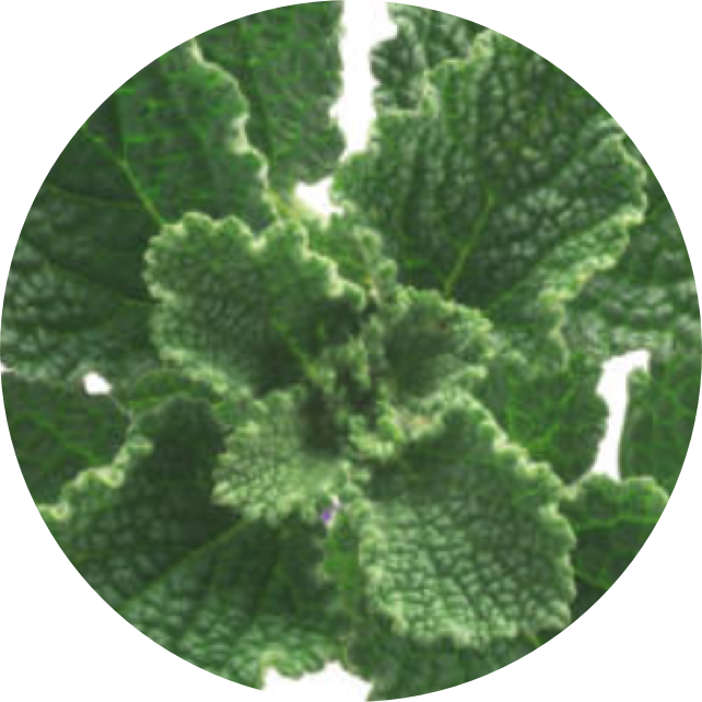 marrubium extract ingredient