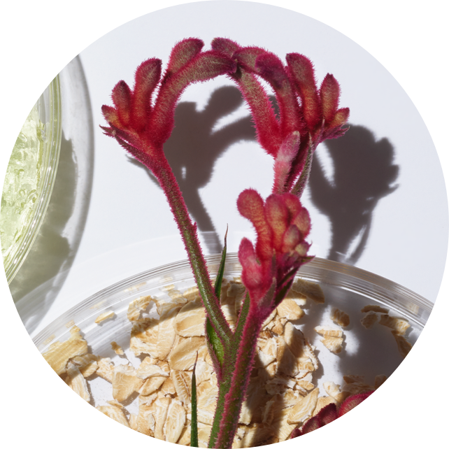 kangaroo paw flower extract