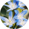 apricot and starflower oils ingredient