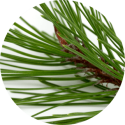 Korean Red Pine Extract