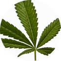 cannabis ingredient