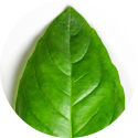 holy basil ingredient