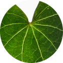 purified teca centella asiatica ingredient