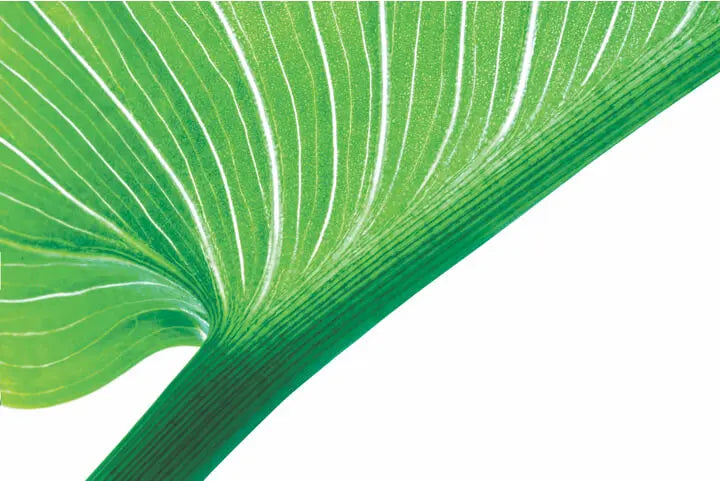 A close-up of a green leaf