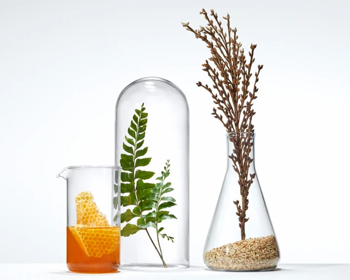 A flask of honey, a plant in a glass jar and glass flask