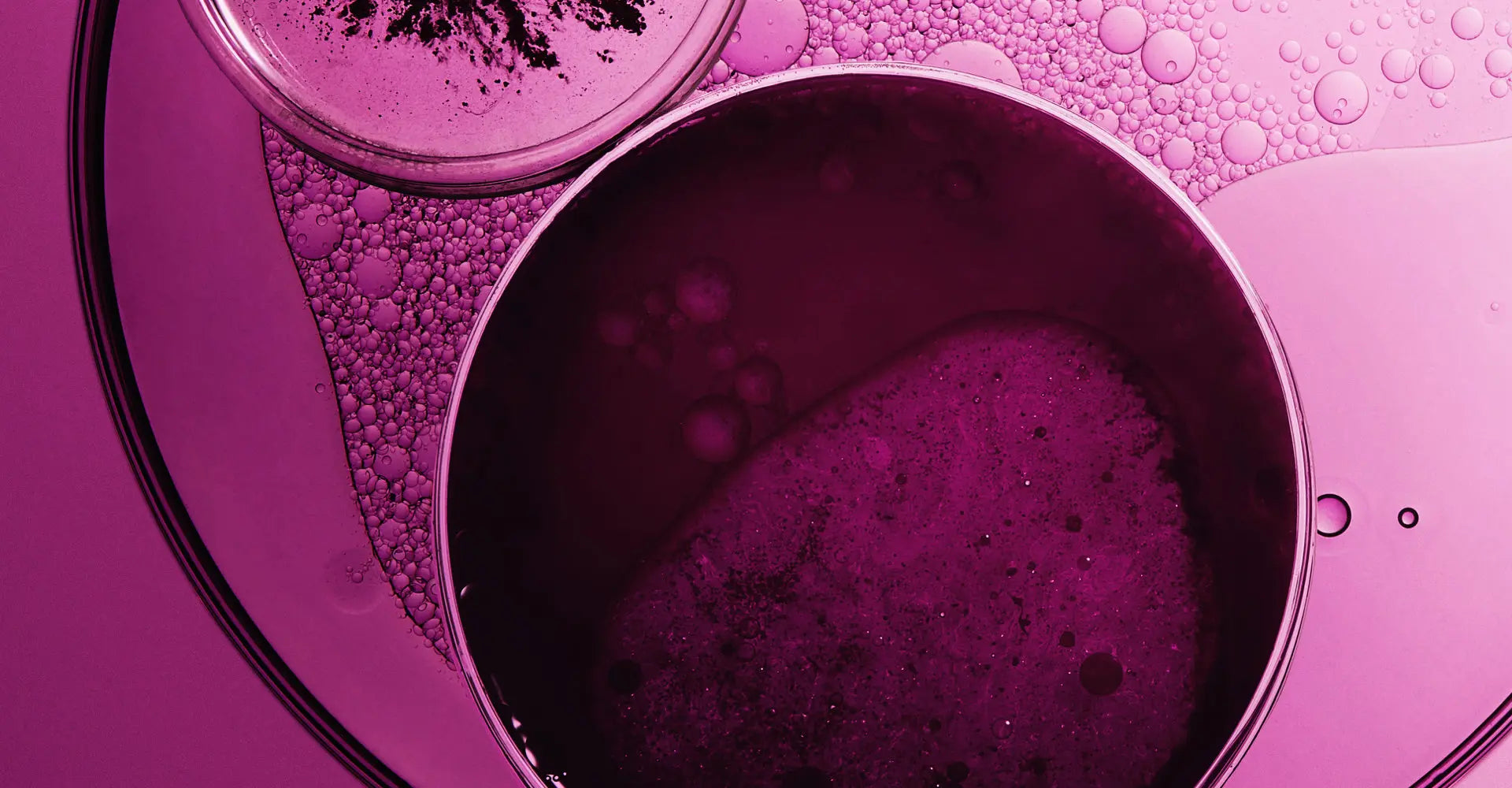 A petri dish with a purple liquid in it