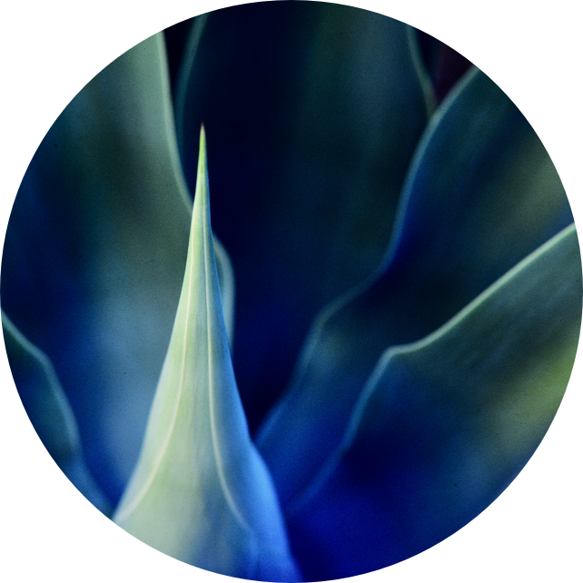 blue agave extract