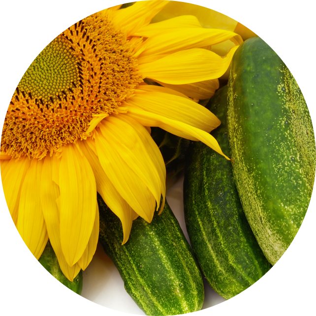 sunflowerbarley cucumber extract ingredient