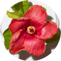 hibiscus ingredient