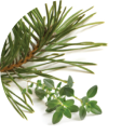 patented pine and thyme inspired complex ingredient
